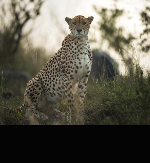 Regenerative by design